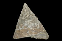 藏品(銀塔鐘螺)的圖片